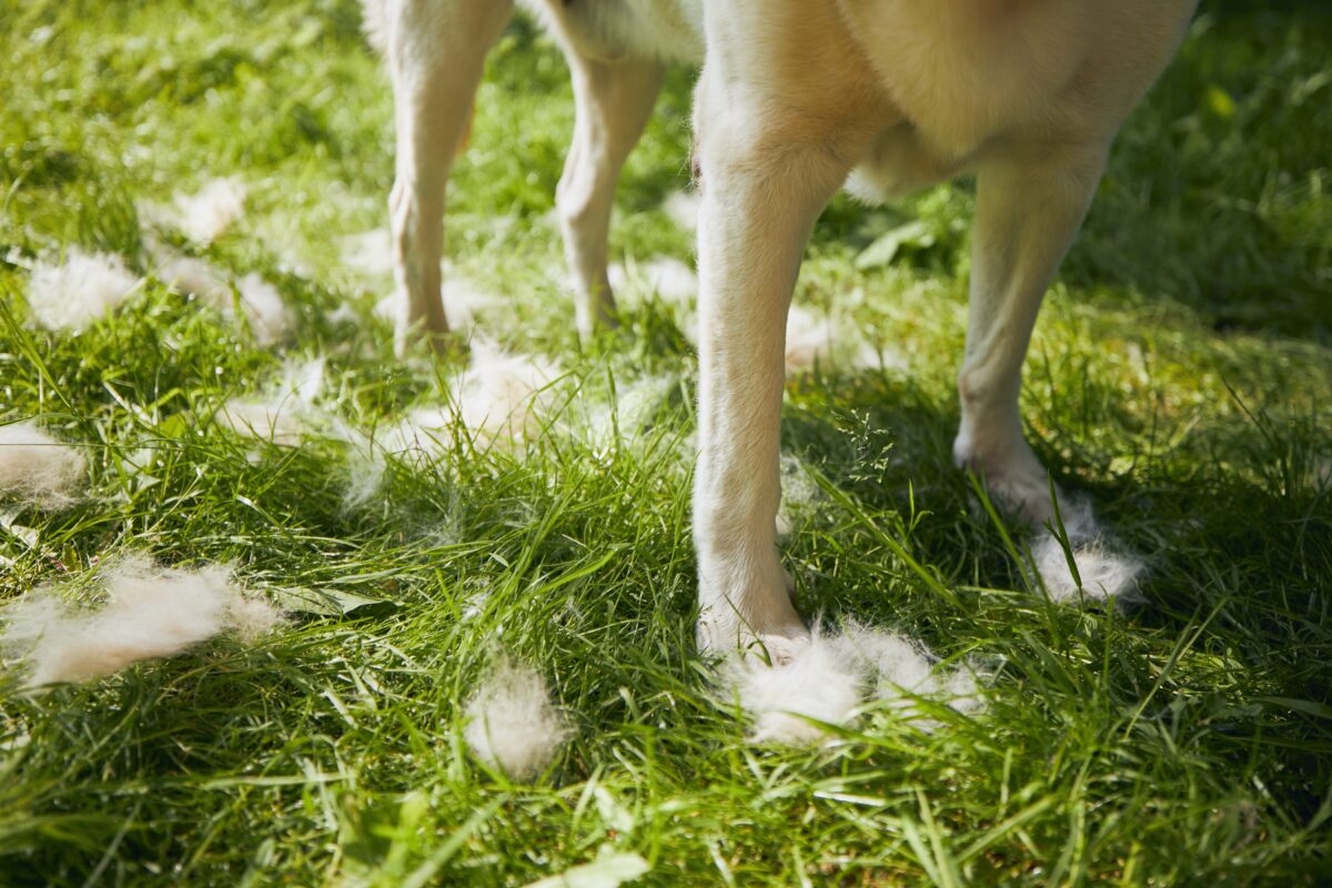 queda-de-pelo-animal